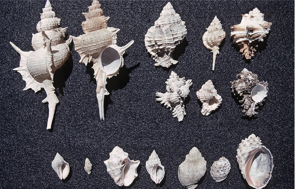 <p>What phylum, class, subclass, and family is this organism? What habitat and feeding corresponds to them?</p>