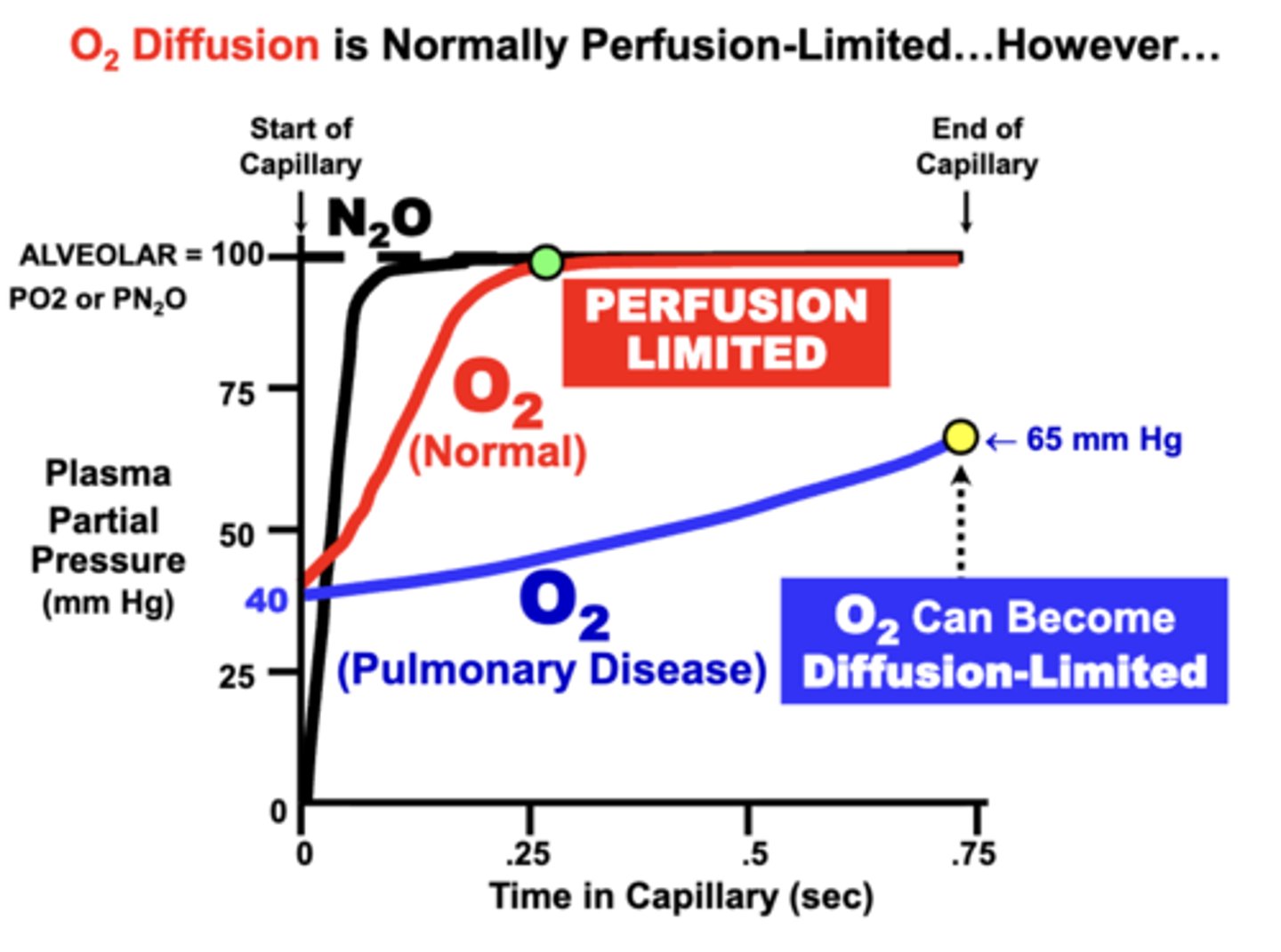 <p>normally perfusion limited:</p><p>- blood PO2 of normal individuals at rest equilibrates rapidly (0.25sec) with alveolar PAO2 during the perfusion period</p><p>- plasma PO2 typically rises more rapidly than CO due to its lower affinity for Hb</p><p>O2 equilibration is NOT normally limited by the diffusion properties of the alveolar membrane and is classified as perfusion limited</p>