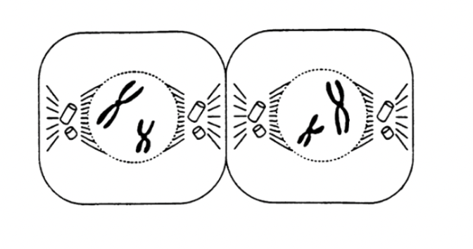 <p>the chromosomes become visible as double stranded chromosomes, spindle fibres appear, the chromosomes start to move towards the equator of the cell</p>