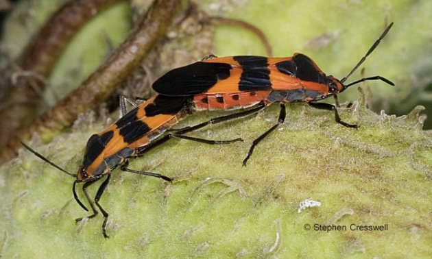 <p>seed bugs</p>