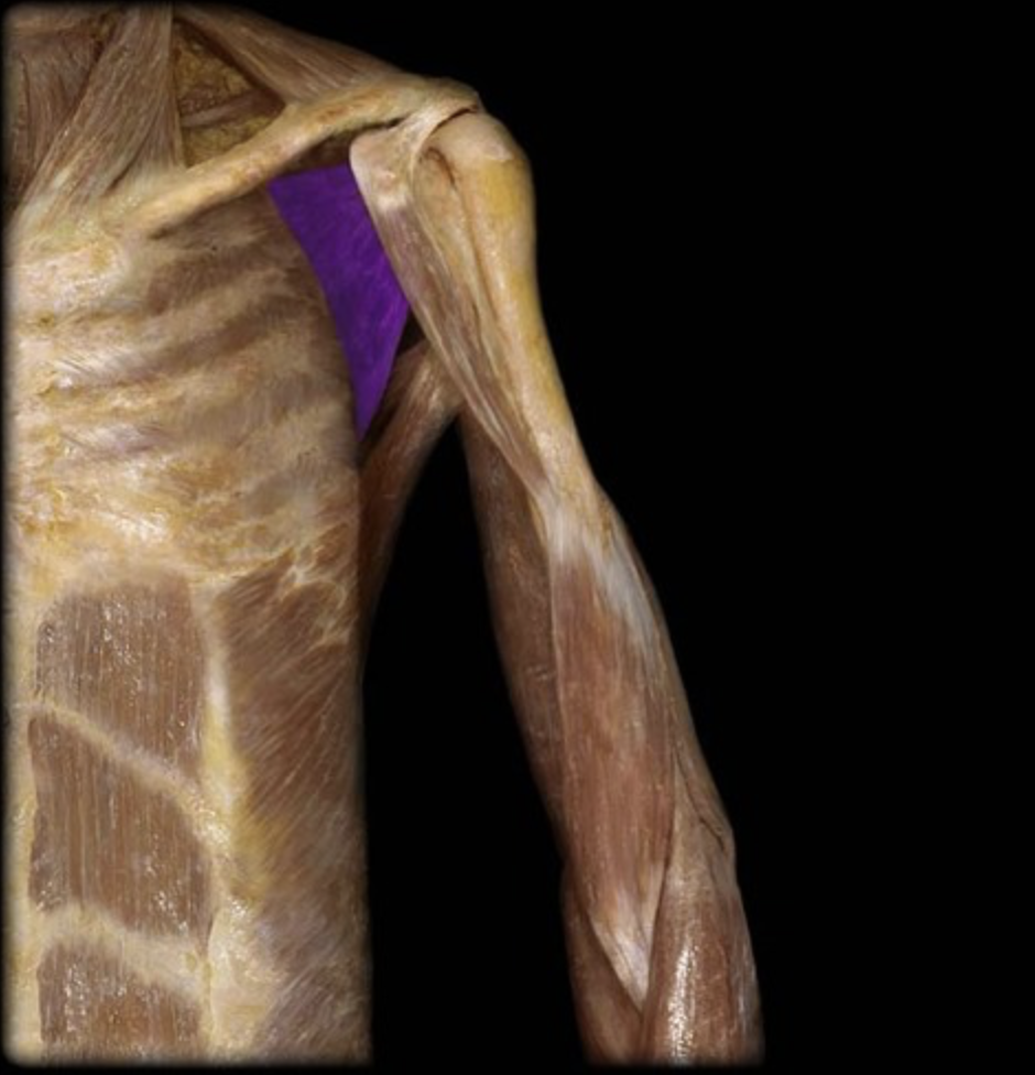 <p><em>table 1</em><br><em>O: subscapular fossa</em><br><em>I: lesser tubercle of humerus</em></p>