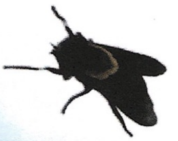 <p>ఇది ఏమిటి?</p>