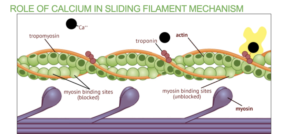 <p>4 steps in the role of Calcium for Sliding thin FIlament</p>