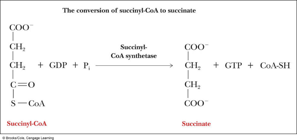 Which step of the cycle is the first energy-yielding step? 