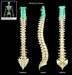 <p>vertebrae of the neck region- 7</p>