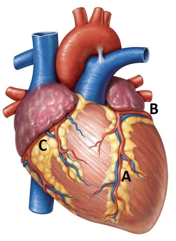 <p>Which artery is located at “C?”</p>
