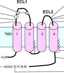 <p>Tight junction proteins that hold adjacent cells together and that rearrange themselves into a structure allowing them to do so.</p>
