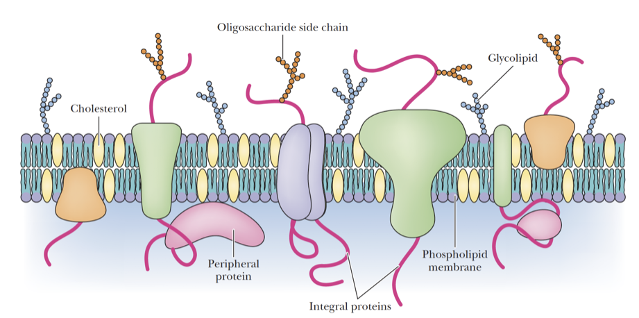 <p>Describes membrane dynamics membranes and lipids move; full of non-lipid components like proteins</p><p>The lipids and proteins are assumed to be mobile; they can <strong>diffuse laterally</strong> in the plane of the membrane. Transverse motion may also occur, but it is much slower.</p>