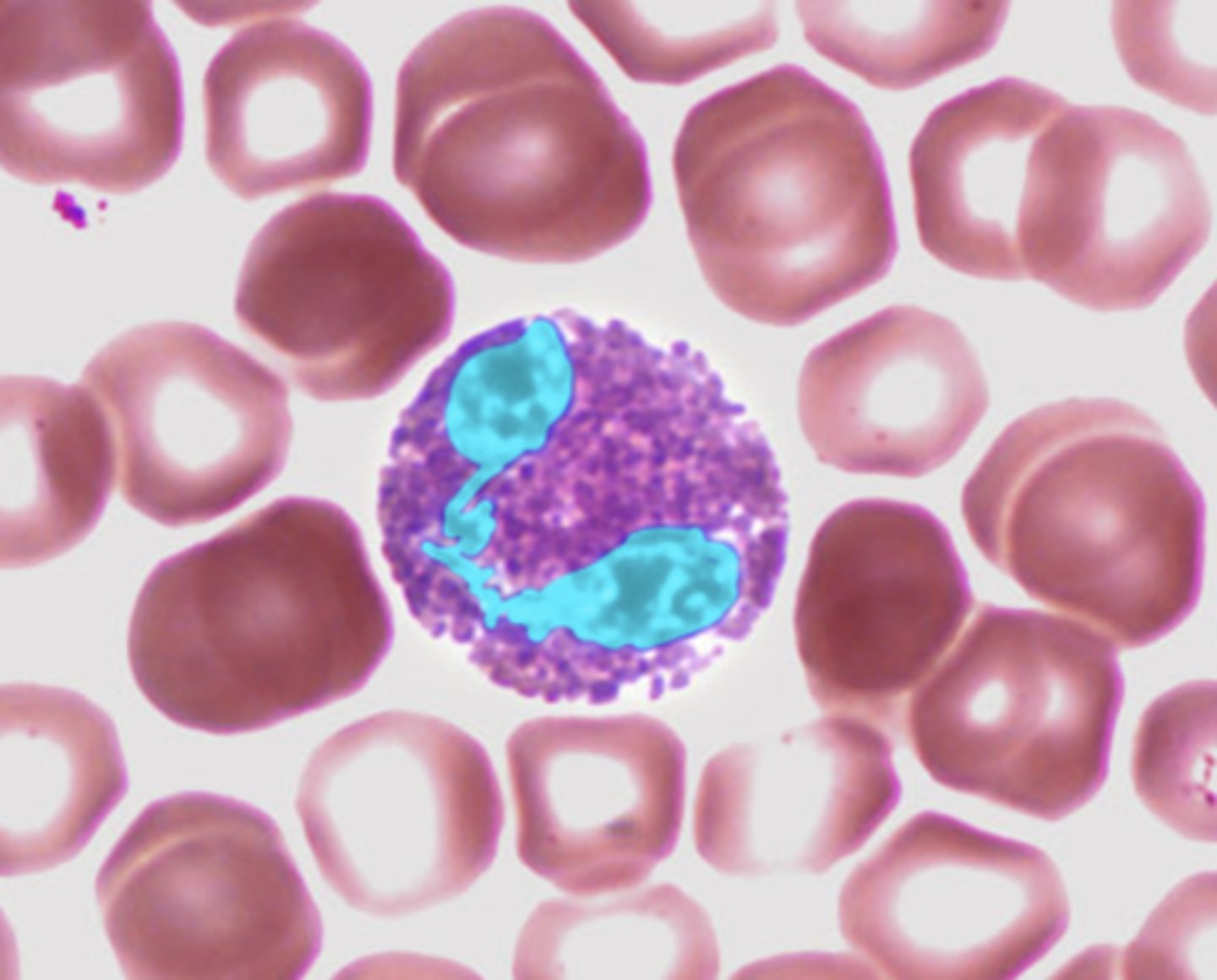 <p>- Bilobed nucleus</p><p>- deep pink granules</p>