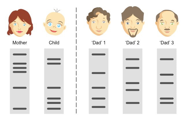 <p>Based on DNA evidence, who’s the dad?</p>