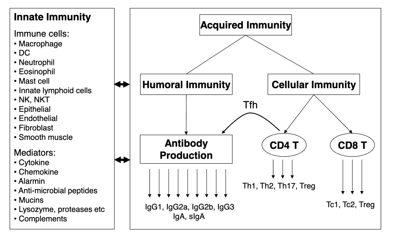 <p>Humoral (B) and cellular (T)</p>