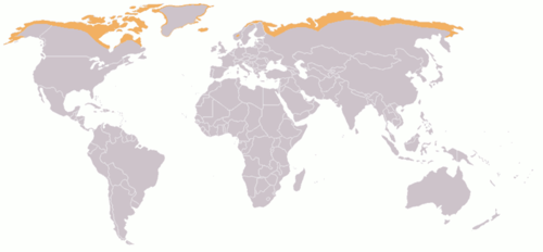 A climate characterized by long, very cold winters and short, cool summers.