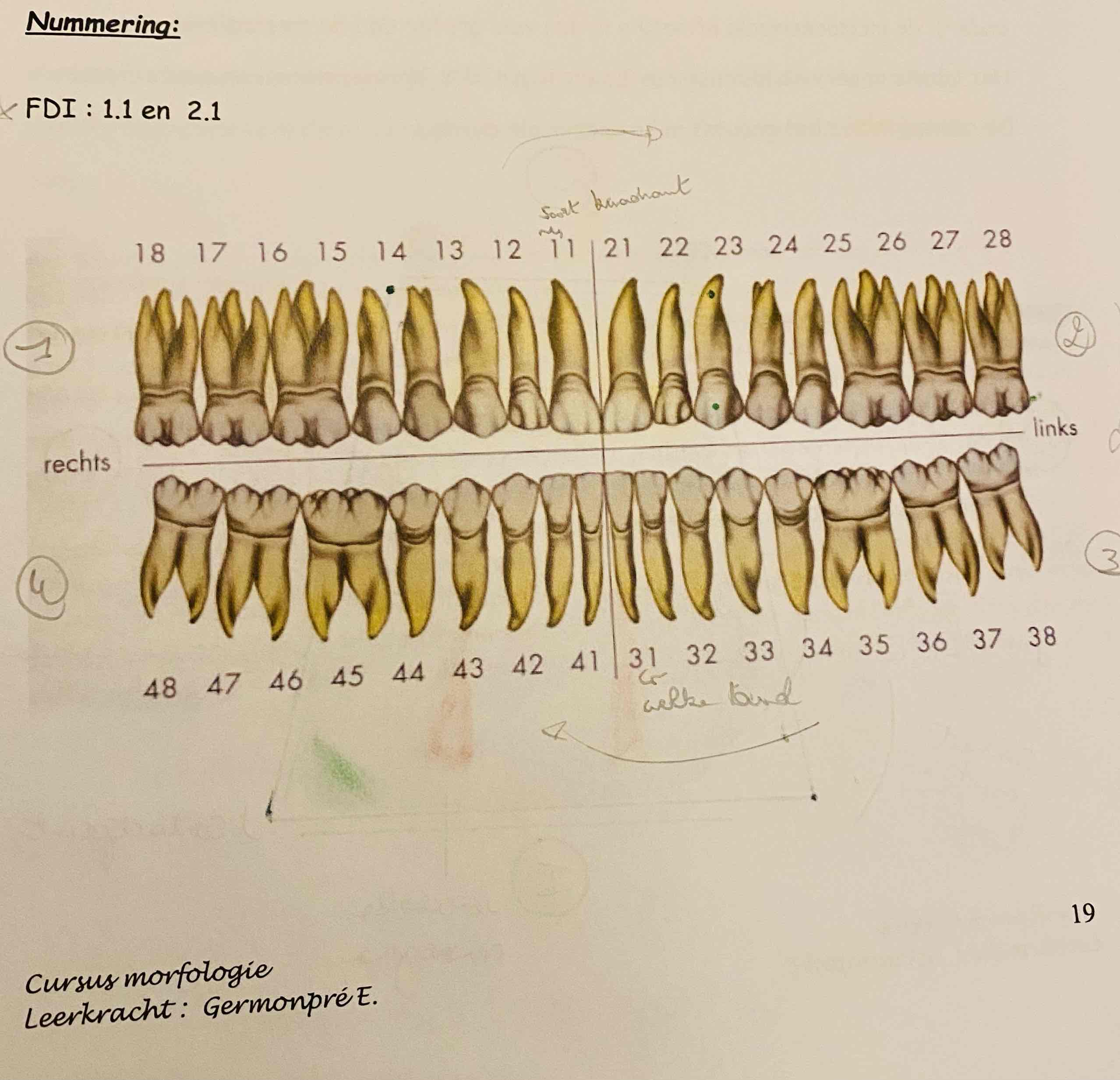 <p>Hoe worden tanden genummerd?</p>