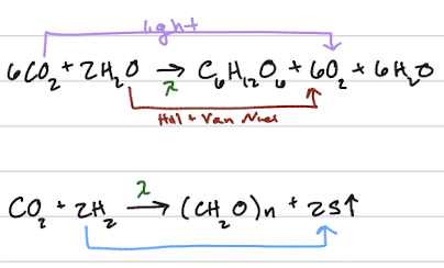 <ul><li><p>Experimented with photosynthesis in 1930s by&nbsp;<span>&nbsp;</span>studying sulfur bacteria</p></li><li><p>proposed that in the overall reaction, the oxygen&nbsp;produced does not come from the carbon dioxide, but instead comes from the water, which acts as the electron donor</p></li><li><p>observed that the sulfur bacteria, which use hydrogen sulfide instead of water, released sulfur&nbsp;instead of oxygen, proving that the waste product of photosynthesis is derived from the electron donor</p></li></ul><p></p>