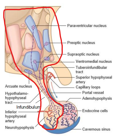 <p>The posterior pituitary contains the axon terminals of the paraventricular nucleus and supraoptic nucleus.</p><ul><li><p>Axons pass through infundibulum → forms the hypothalamohypophyseal tract → ends in capillaries supplied by inferior hypophyseal artery. </p></li></ul><p>The axons have herring bodies that store neurosecretory materials → released by stimuli → fire action potentials. </p><ul><li><p>Allows hypothalamus to act as sensor and immediate responder. </p></li></ul><p></p>