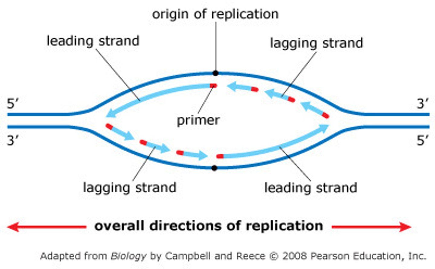 <p>A discontinuously synthesized DNA strand that elongates by means of Okazaki fragments, each synthesized in a 5' to 3' direction away from the replication fork.</p>