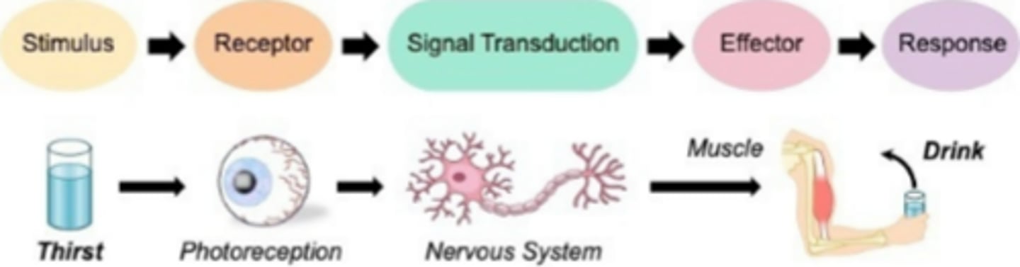 <p>The goal of homeostasis is to?***</p>