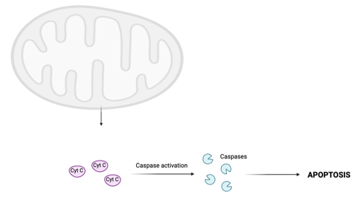 <p>The mitochondrial (intrinsic) pathway is initiated when a death signal comes from inside the cell in response to irreparable mutations or DNA damage. </p>