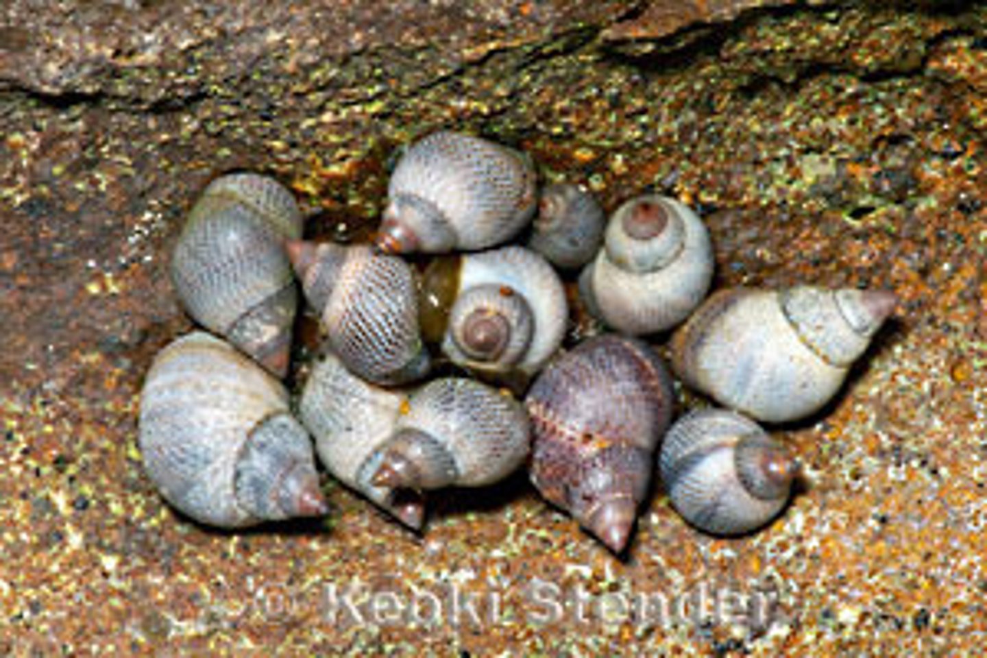 <p>periwinkles</p>