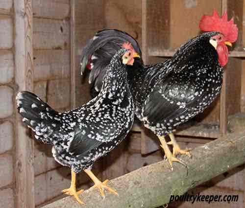 <p>Anconas: Black coloring with white tipped feathers. White ear lobes and yellow legs</p><p>Class: Mediterranean</p><p>Egg color: White</p><p>Comb Type: Single or rose</p>