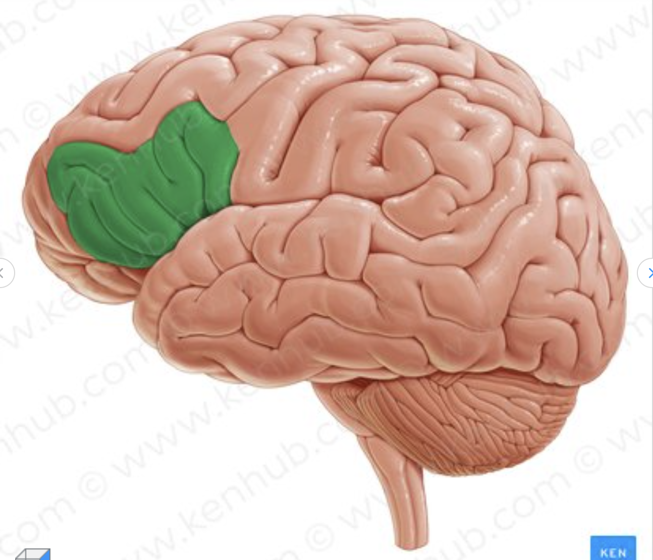 <p>Which gyrus is in green?</p>