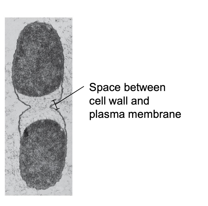 <p>bacteria in high-salt environment (hypertonic)</p>