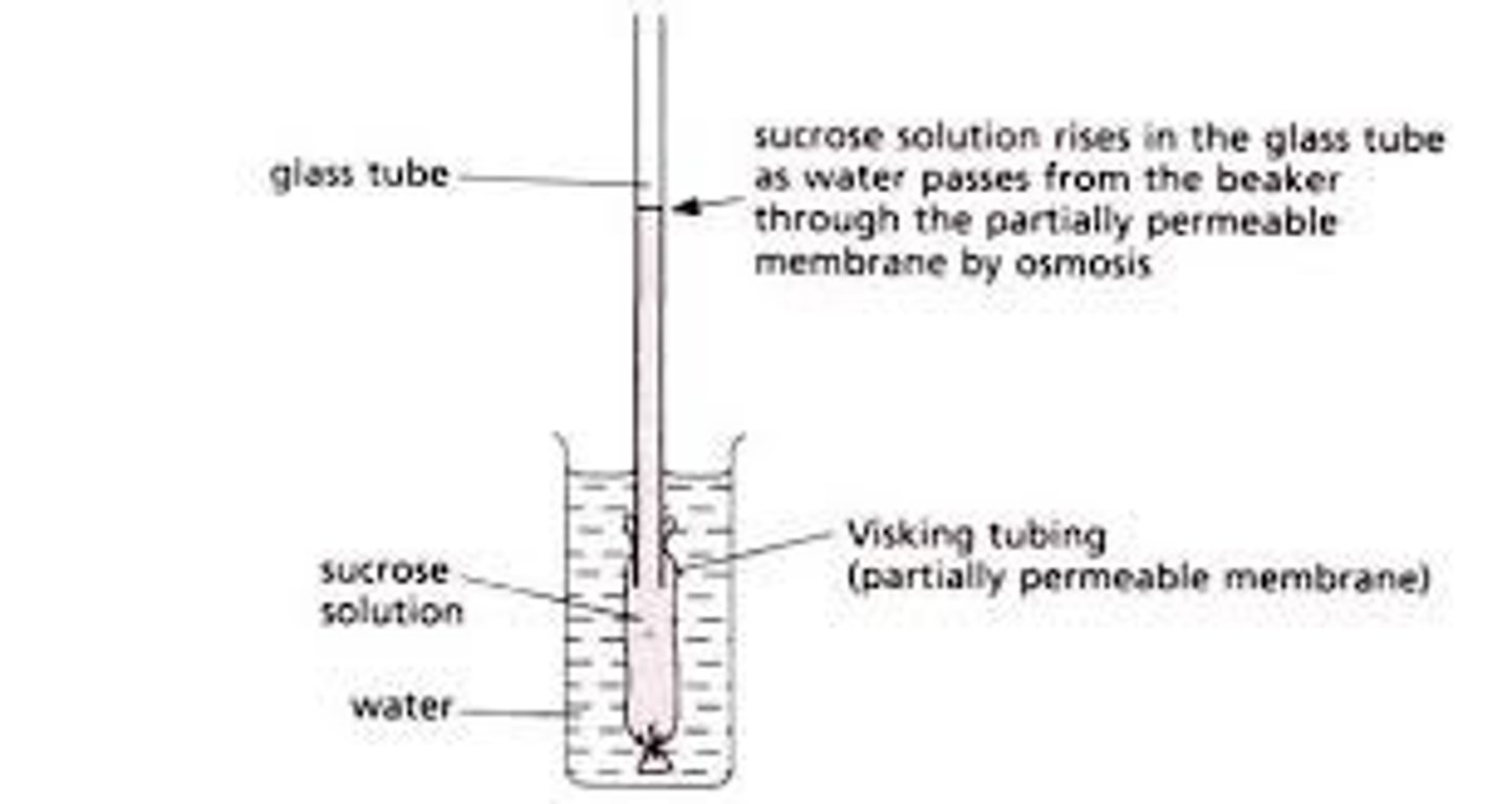 <p>If there is a higher concentration of water in the solution. (Dilute)</p><p>Water moves into the visking tubing</p><p>Visking tubing gains mass and is turgid</p><p>If there is a higher concentration of water in visking tubing (solution is concentrated)</p><p>Water moves out of the visking tubing</p><p>Visking tubing loses mass and is plasmolysed</p>