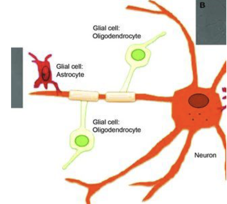 <p>2) Glial cells (helper cells) </p>