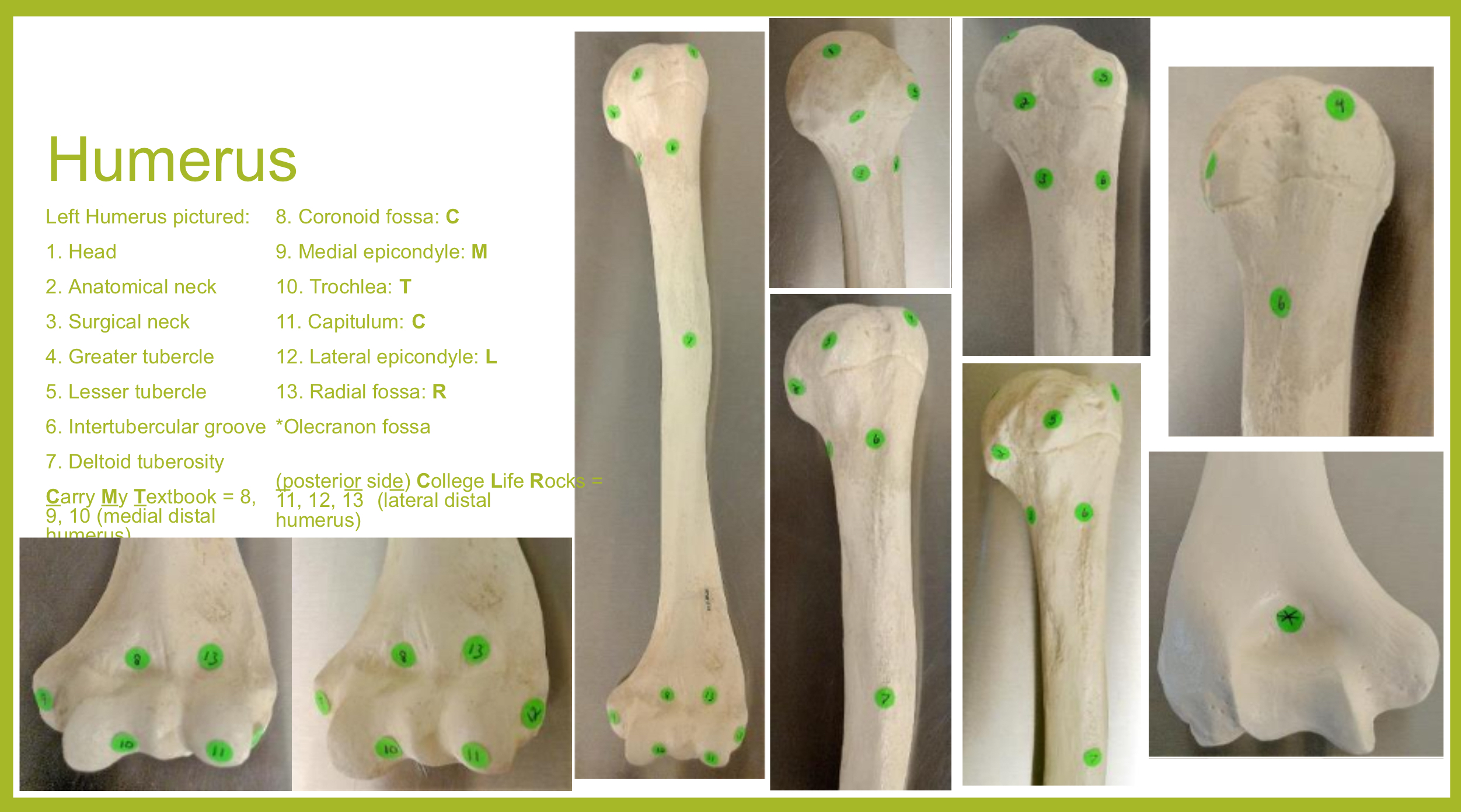 <p>humerus</p>