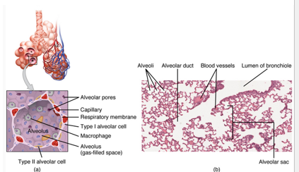 <p>•<em>Type II alveolar</em>: specialized cells that produce <strong><em>________</em></strong>.</p>