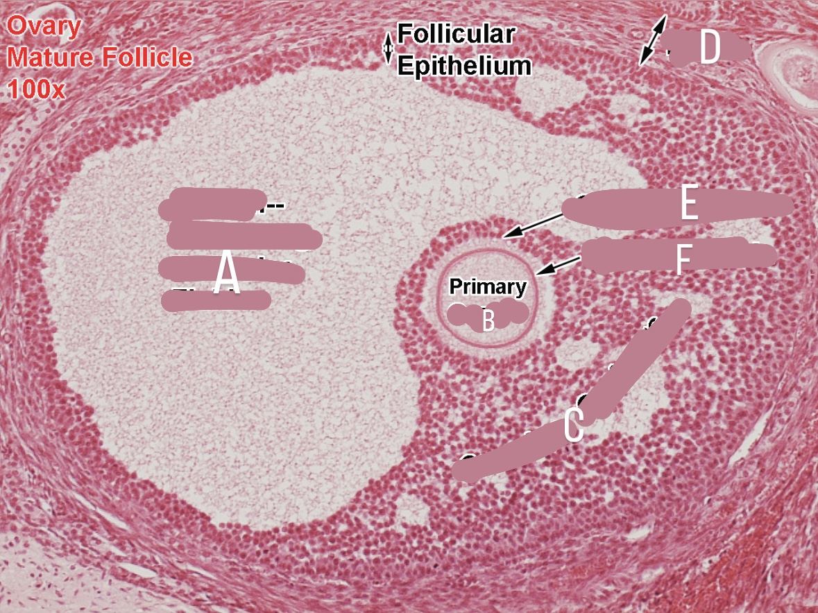 <p>zona pellucida</p>