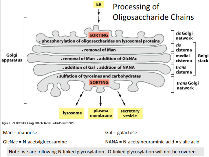 <p><span>Sorting hub at the exit of the Golgi where processed glycoproteins are directed to lysosomes, the plasma membrane, or secretory vesicles.</span></p>