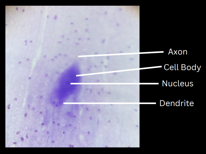 <p>structural and functional unit of nervous tissue</p>