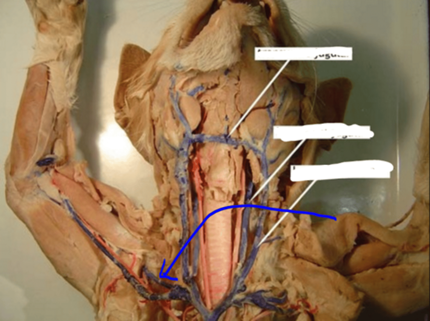 knowt flashcard image