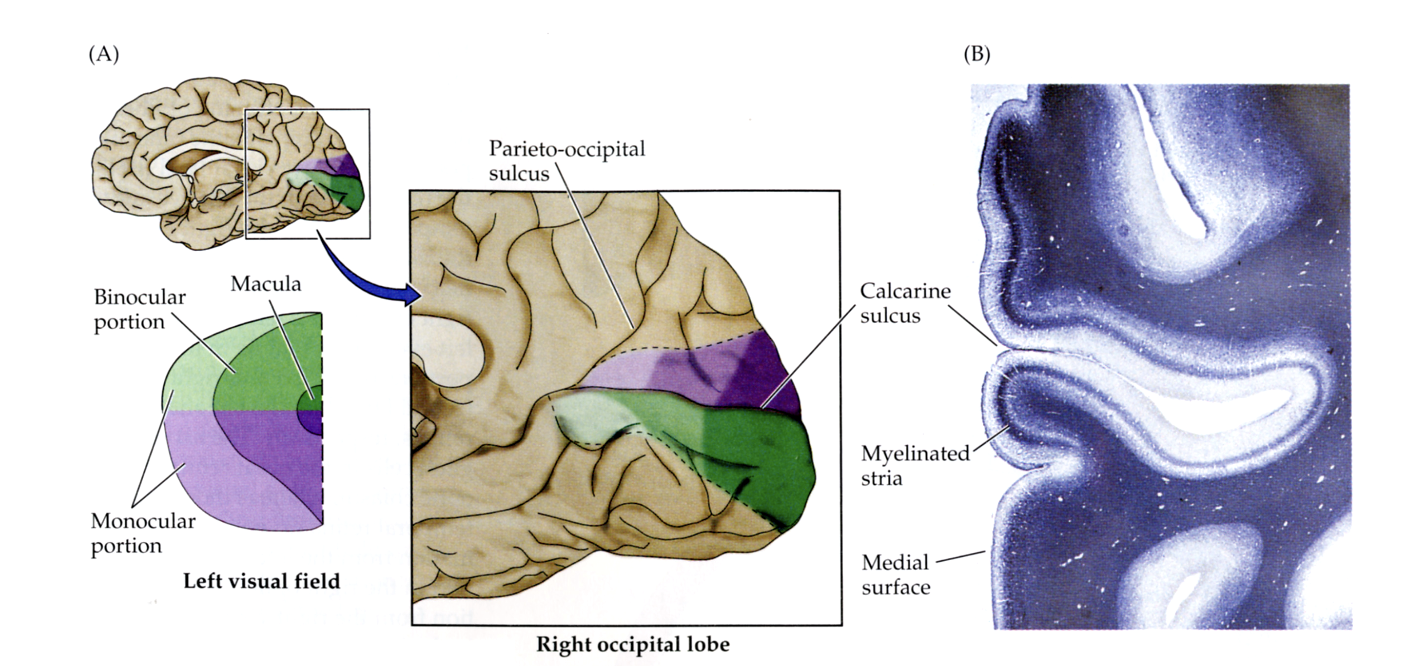 <p><strong>Fovea</strong> → most <strong>caudal</strong> V1 (occipital pole)</p><p><strong>Peripheral</strong> vision → more <strong>rostral</strong> V1</p>