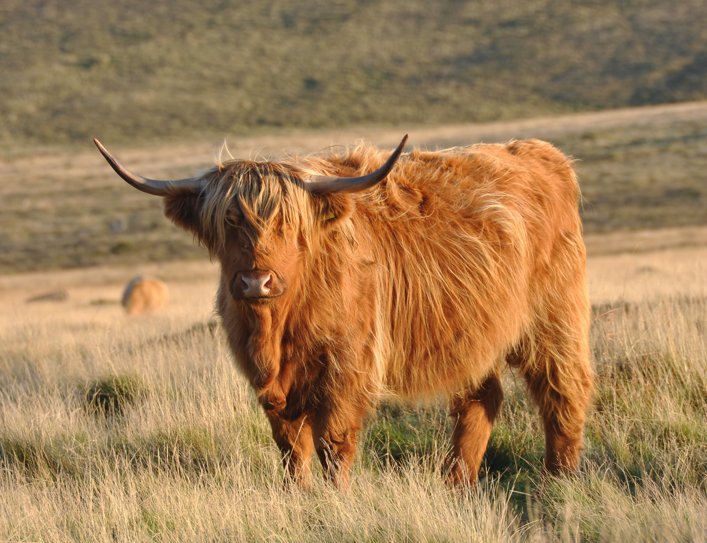 <p>What breed is this?</p>