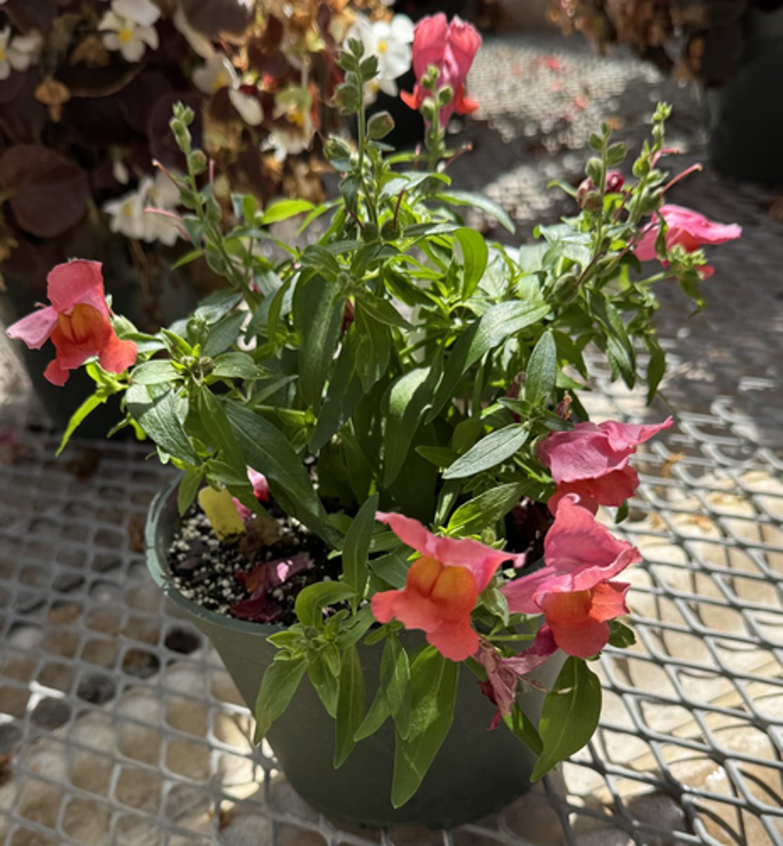 <p>What is the Latin name for this plant?</p>