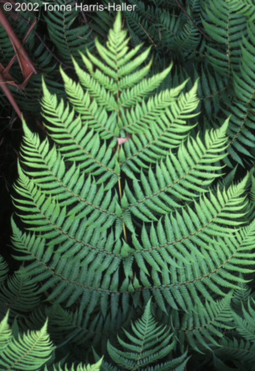 <p>Leaf structure of a fern.</p>