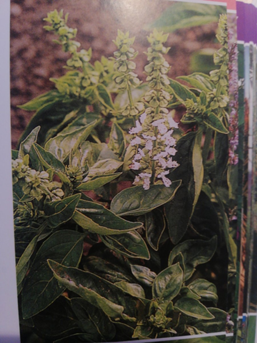 <p>Dienst, Pflicht, Pflichtgefühl</p>