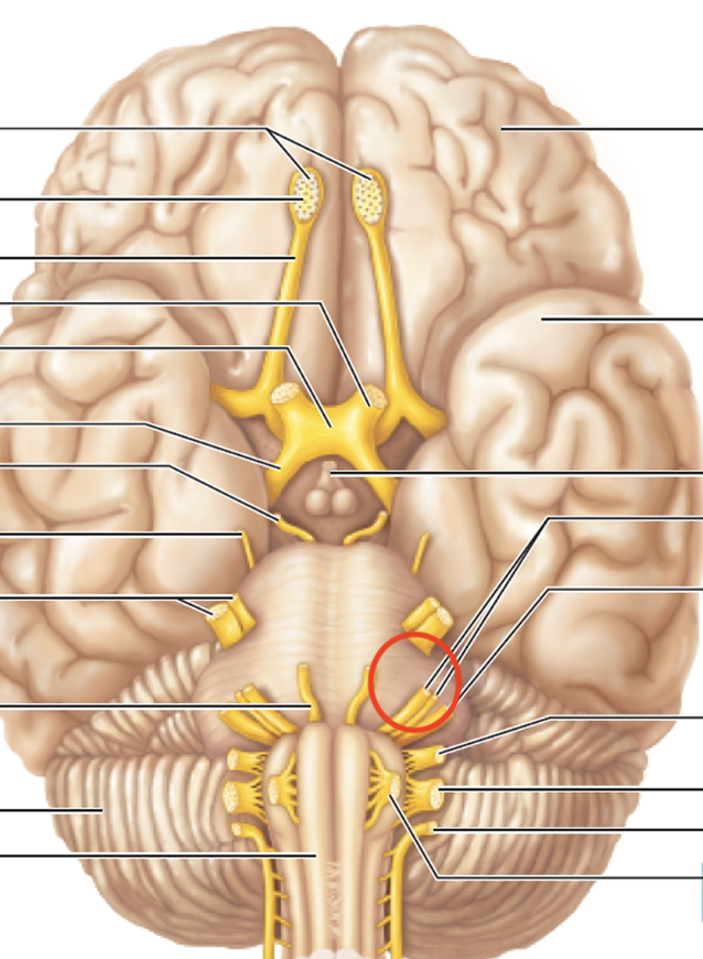 <p>Face muscles, lacrimal glands, salivary glands, taste</p>