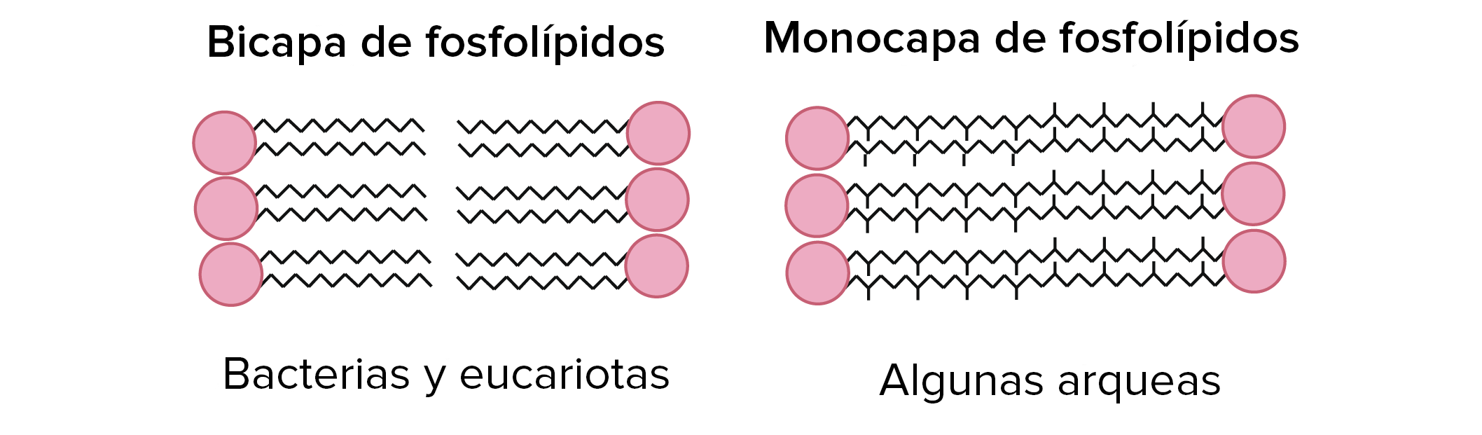 <ul><li><p><span>Lípids èter amb glicerol → enllaços èter tenen una </span><strong><span>resistència química superio</span></strong><span>r, donaria major capacitat a alguns arqueus per sobreviure a temperatures extrems o en ambients molt àcids o alcalins</span></p></li></ul><p>&nbsp;</p><ul><li><p><span>Estereoquímica (distribució espacial dels àtoms) és inversa a la dels altres organismes</span></p></li></ul><p></p><ul><li><p><span>Cadena lateral isoprenoide (cadena d'isoprè) dels fosfolípids -> ajuden a que les membranes NO tinguin </span><strong><span>fuites </span></strong><span>(que molècules o ions no passin a través de la membrana sense control) a altes temperatures</span></p></li></ul><p>&nbsp;</p><ul><li><p><span>(Alguns) tenen una capa lipídica única (les cues de dues molècules fosfolipídiques es fusionen i formen una única molècula amb 2 caps polars) -> dona major rigidesa i seria més apta per resistir ambients severs</span></p></li></ul><p></p>