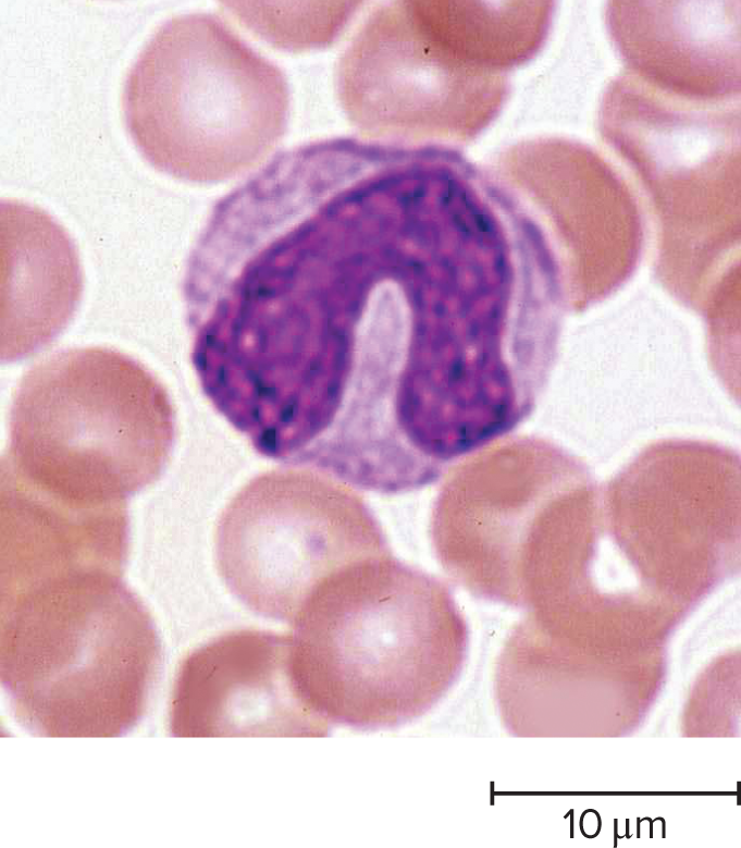 monocyte