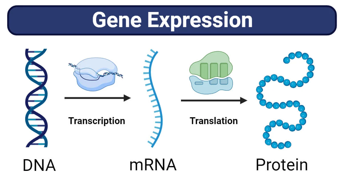 <p>the process where information encoded in a gene is turned into a function, such as a protein. First, the process of DNA transcription into RNA occurs. The RNA travels out of the nucleus and to the ribosomes, where translation occurs, and an amino acid chain forms. This then folds into a protein</p><p>Gene expression determines cell specialization</p>