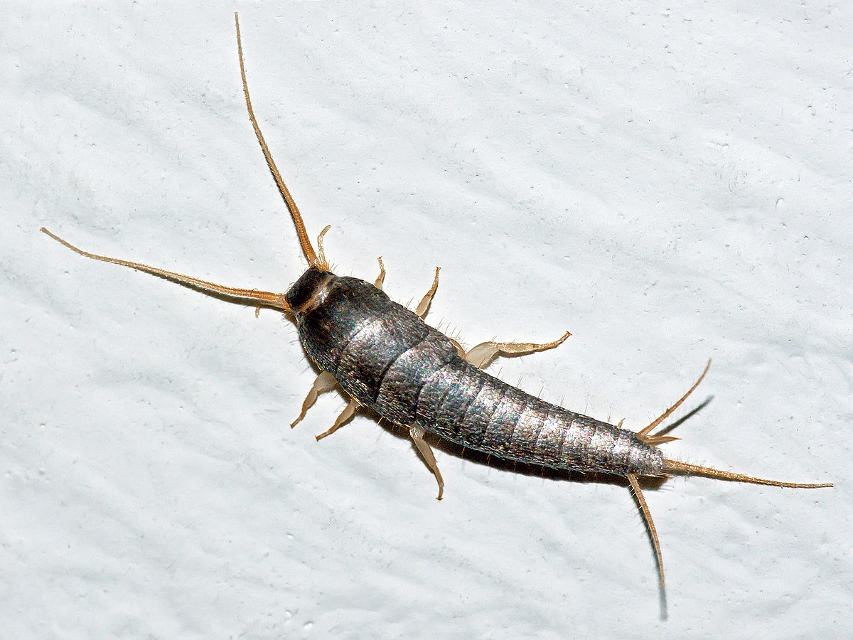 Order of Silverfish, firebrats