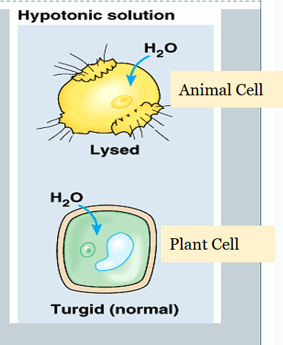 <ul><li><p>Net movement of water is into the cell.</p></li></ul><p></p>