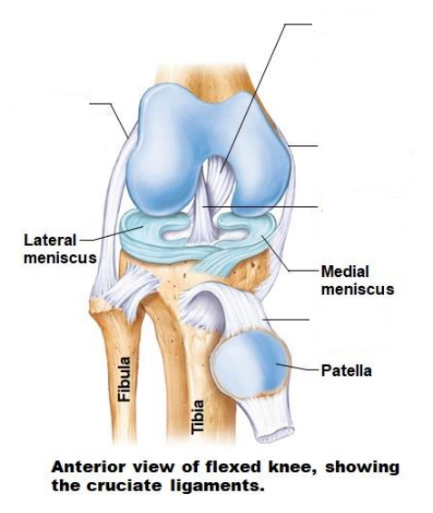 <p>What are the Knee joint ligaments? </p>