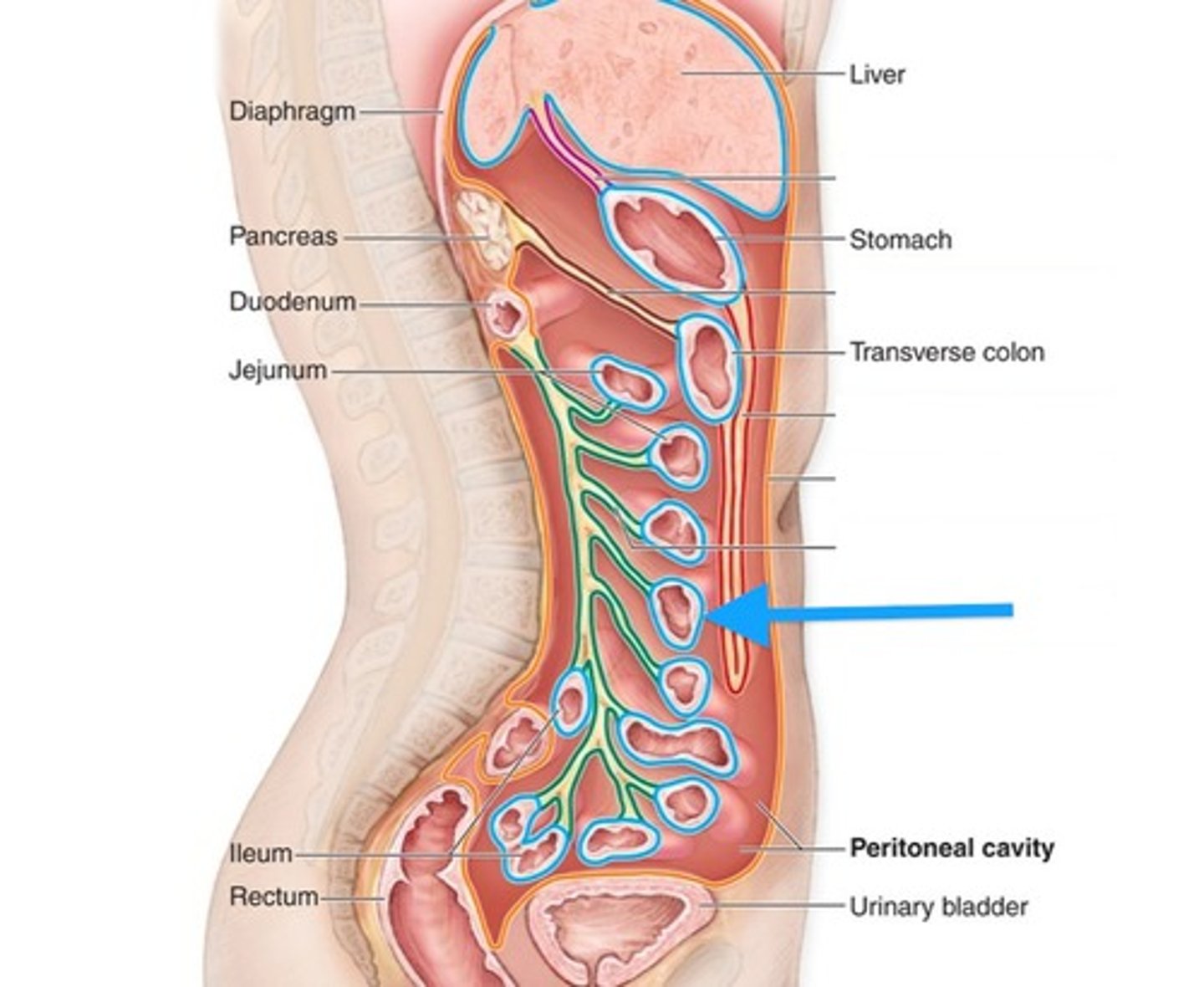 <p>surface of internal organs</p>
