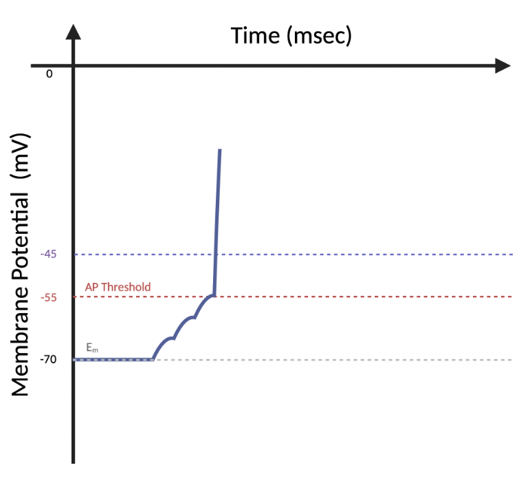 <p>(6.4) At this timepoint, which ion has the greatest movement across the membrane?</p><ul><li><p>Na+</p></li><li><p>K+</p></li></ul>