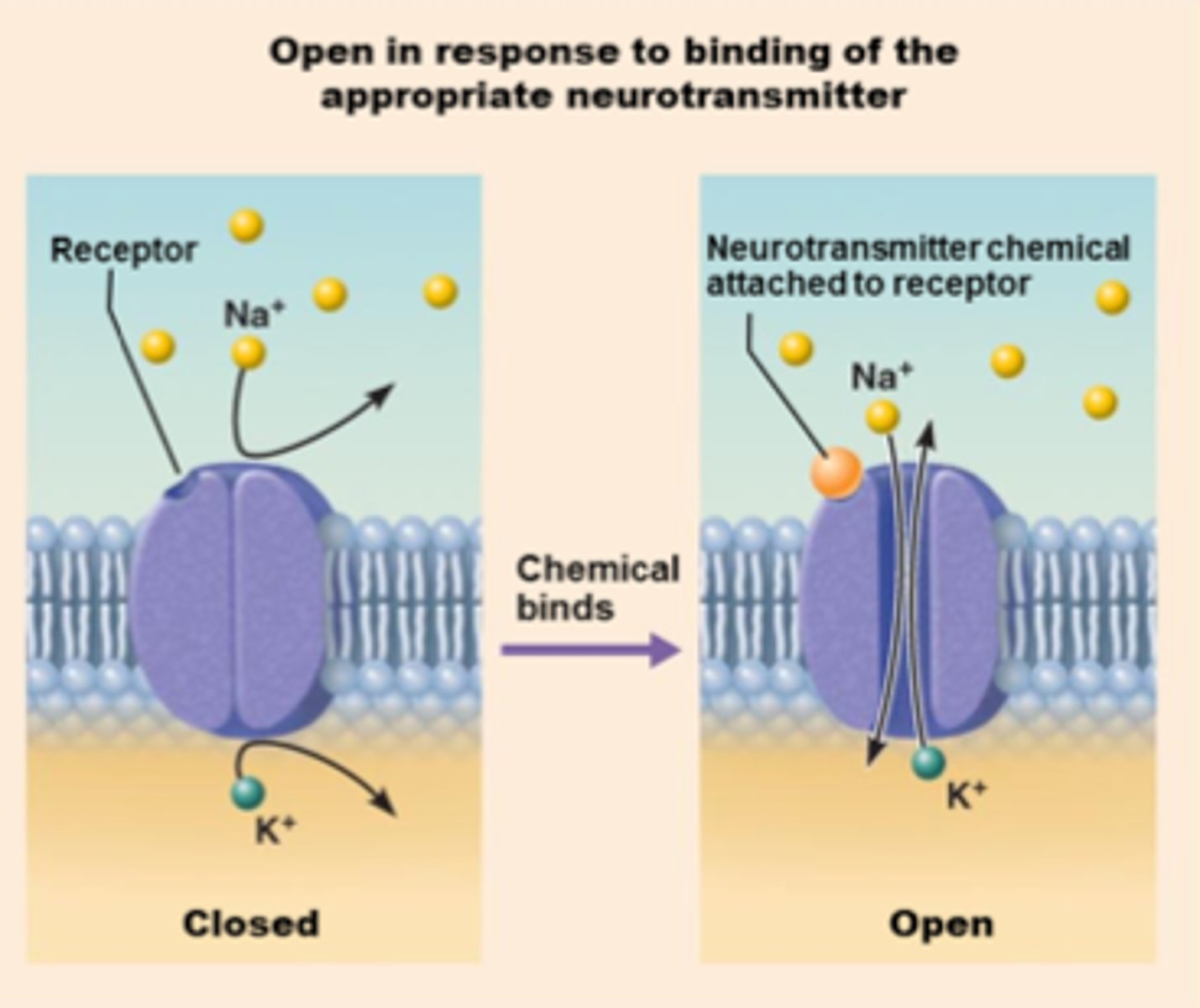<p>a midget signaling molecule which binds to another giant (larger) molecule; aka a signaling molecule</p>