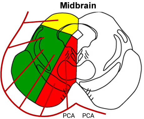 <p><strong>Medial </strong>aspect of <strong>midbrain</strong></p>